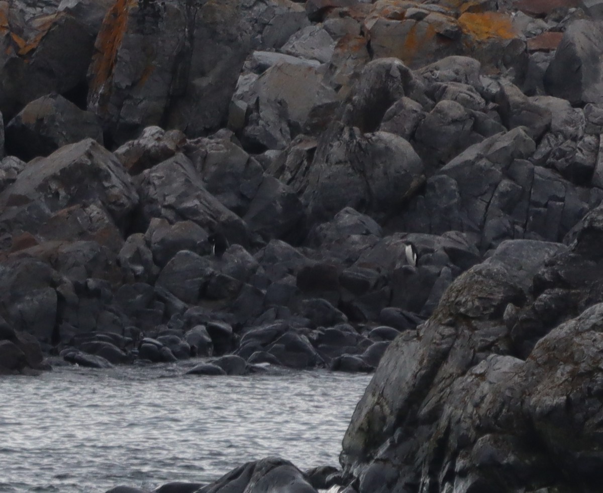 Adelie Penguin - ML643787216