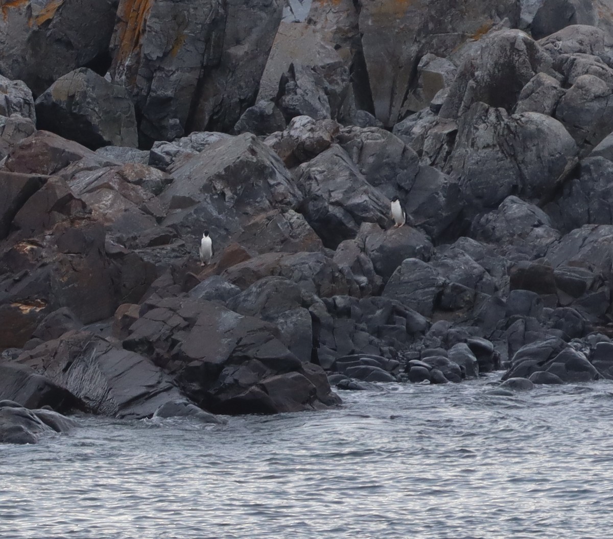 Adelie Penguin - ML643787225