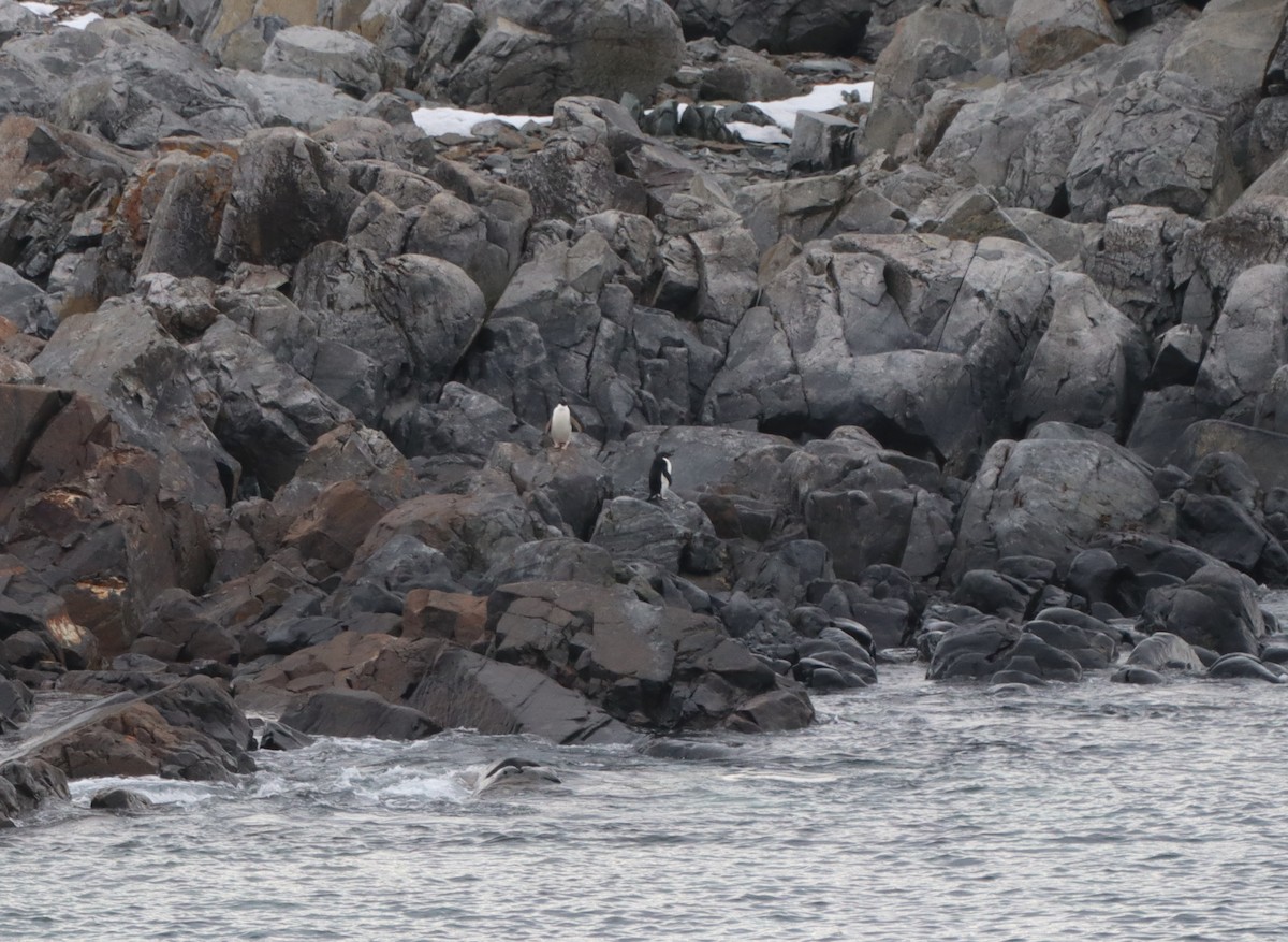 Adelie Penguin - ML643787231