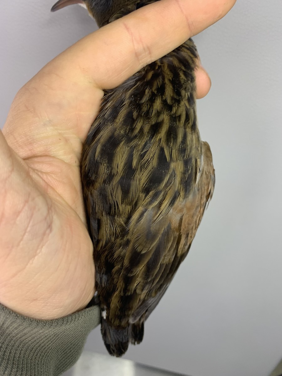 Virginia Rail - ML643787246
