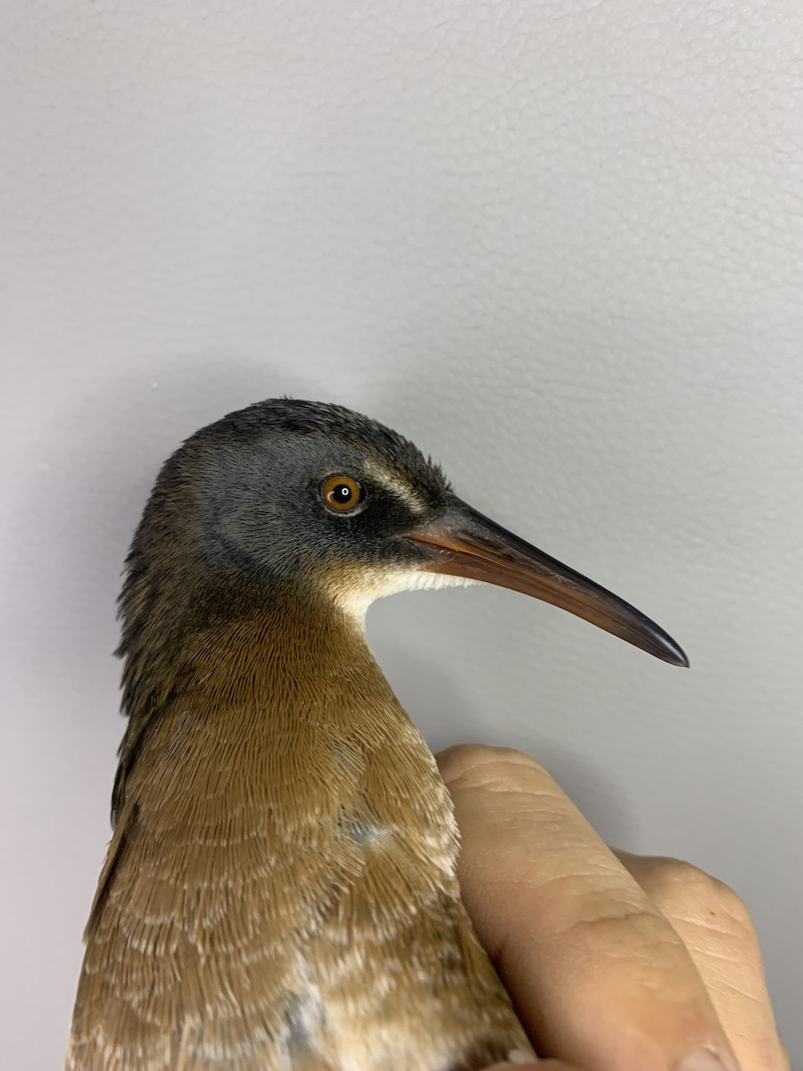 Virginia Rail - ML643787248