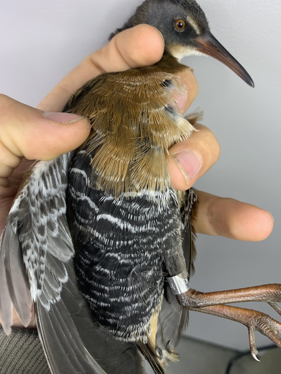 Virginia Rail - ML643787249