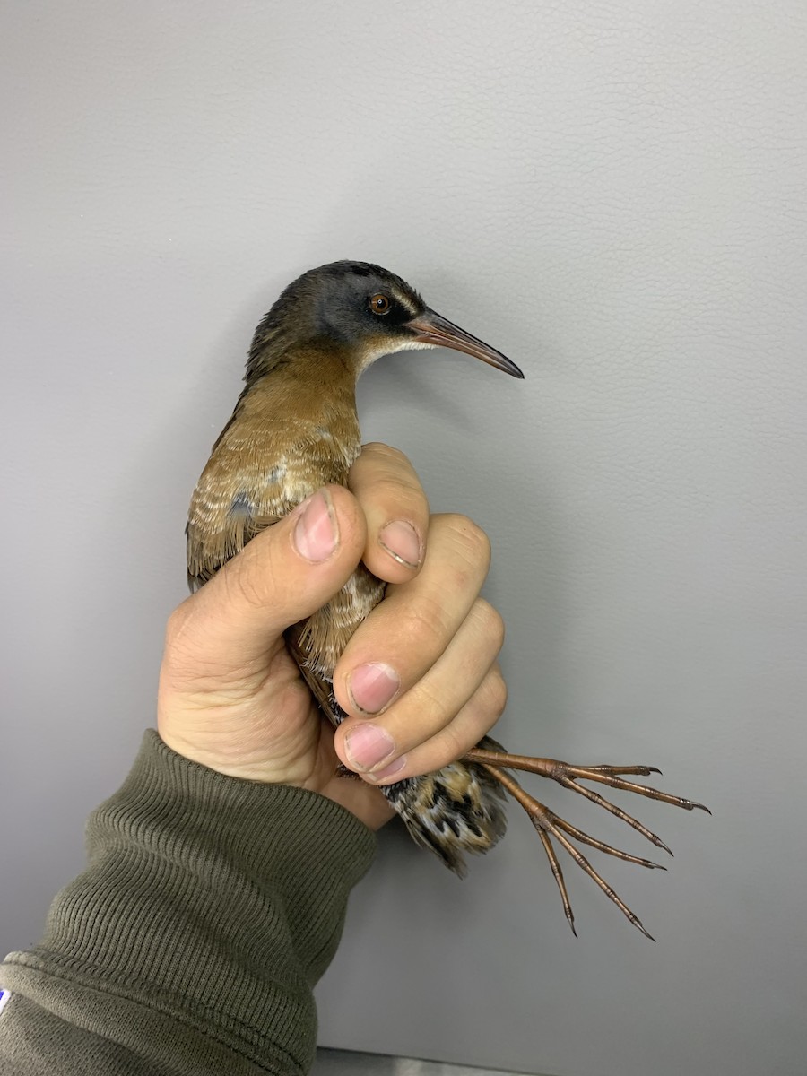 Virginia Rail - ML643787250