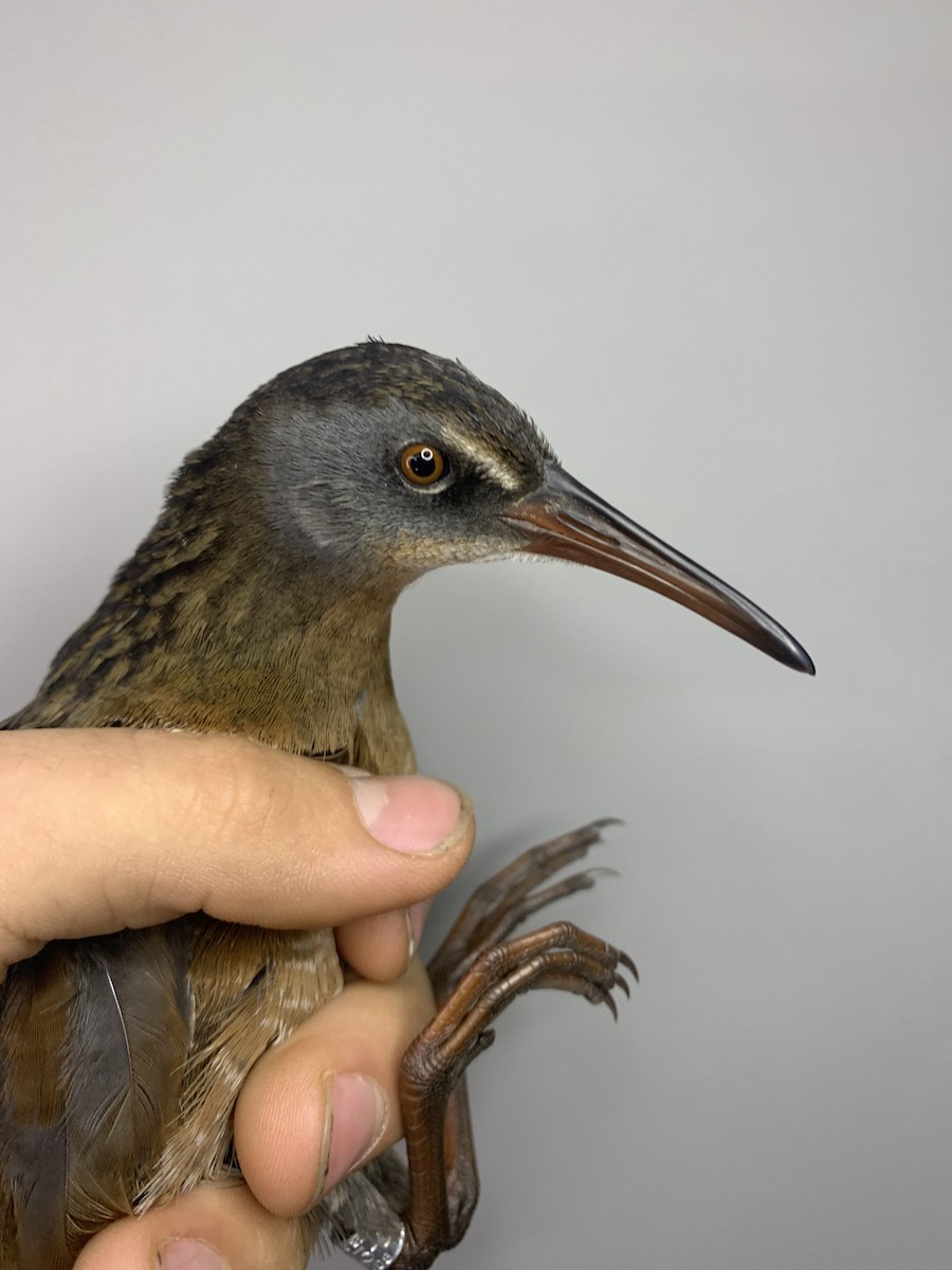 Virginia Rail - ML643787251