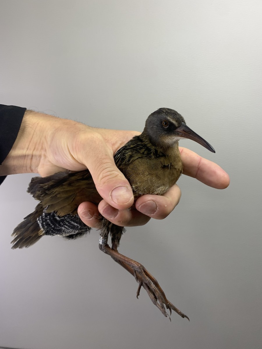 Virginia Rail - ML643787252