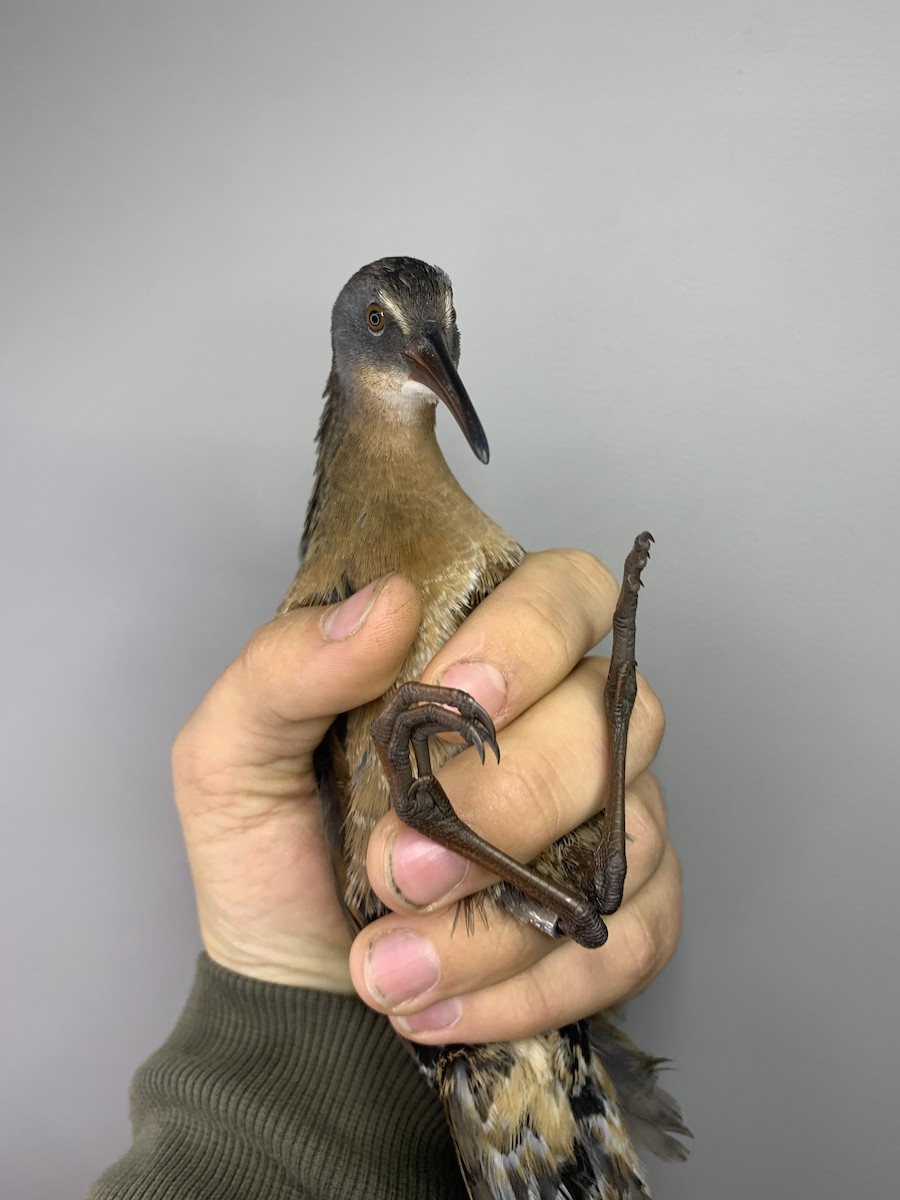 Virginia Rail - ML643787253
