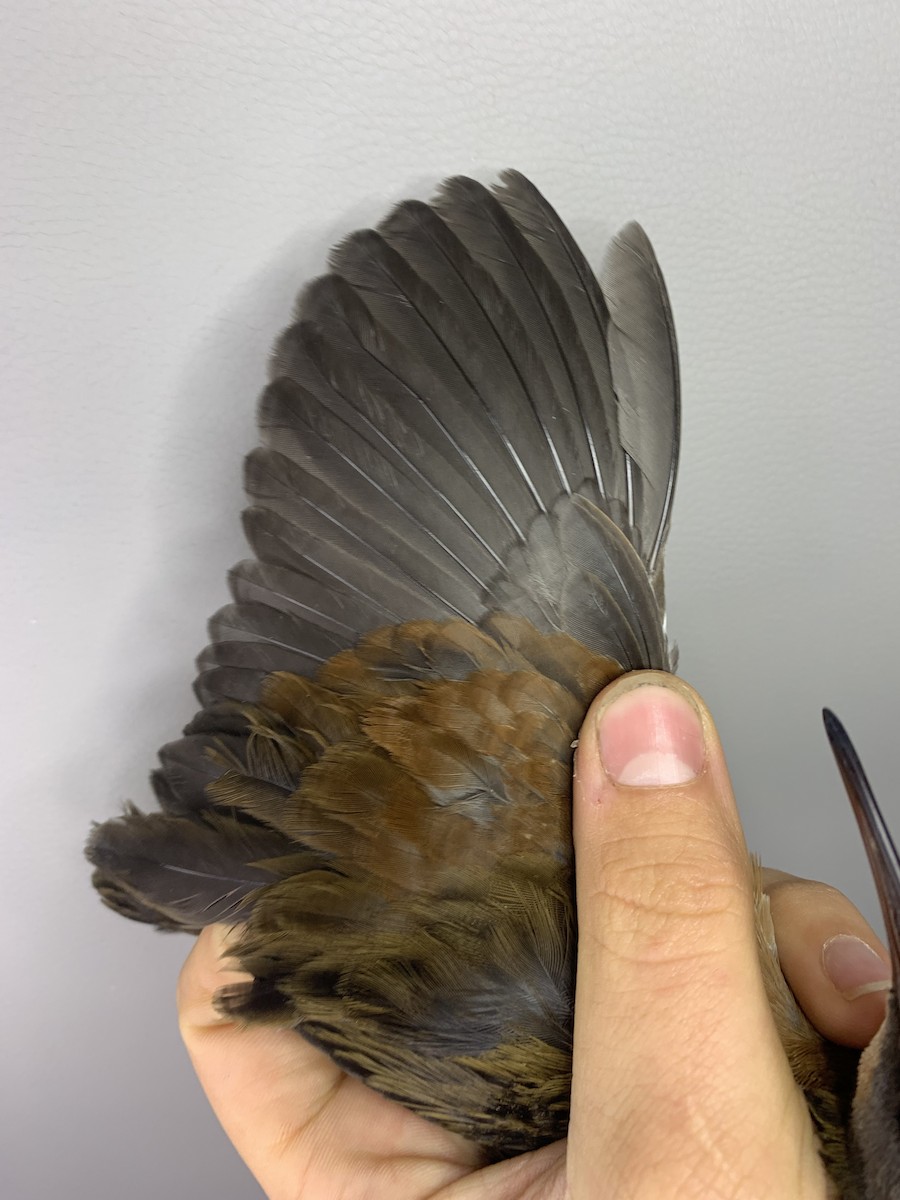 Virginia Rail - ML643787254