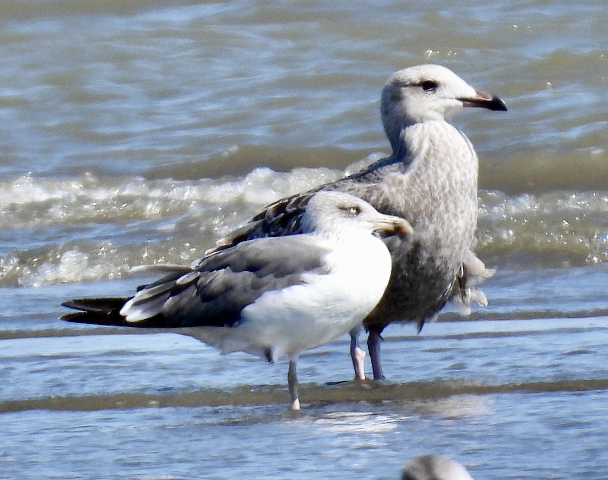 Lesser Black-backed Gull - ML643787261