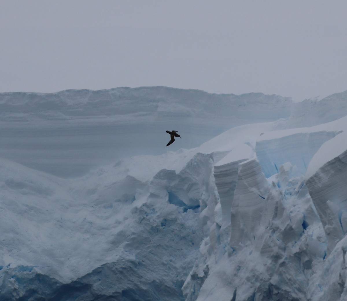 Southern Giant-Petrel - ML643787263