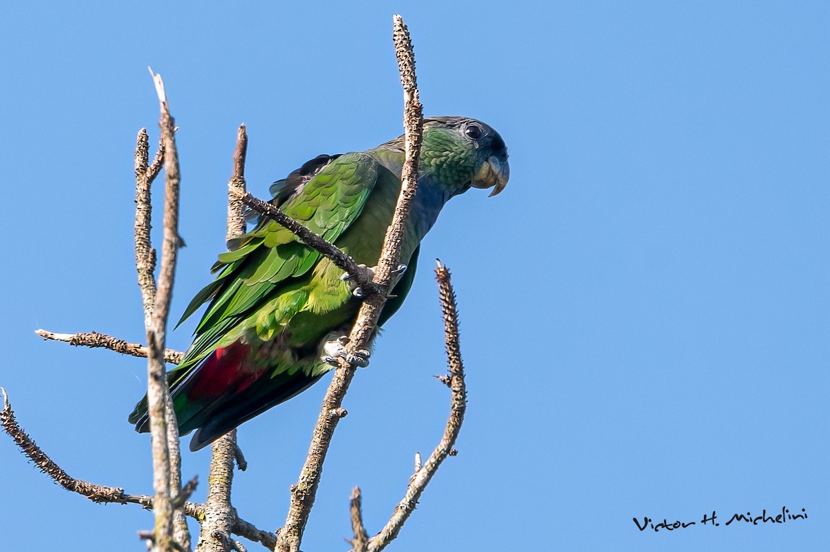 Scaly-headed Parrot - ML643787265