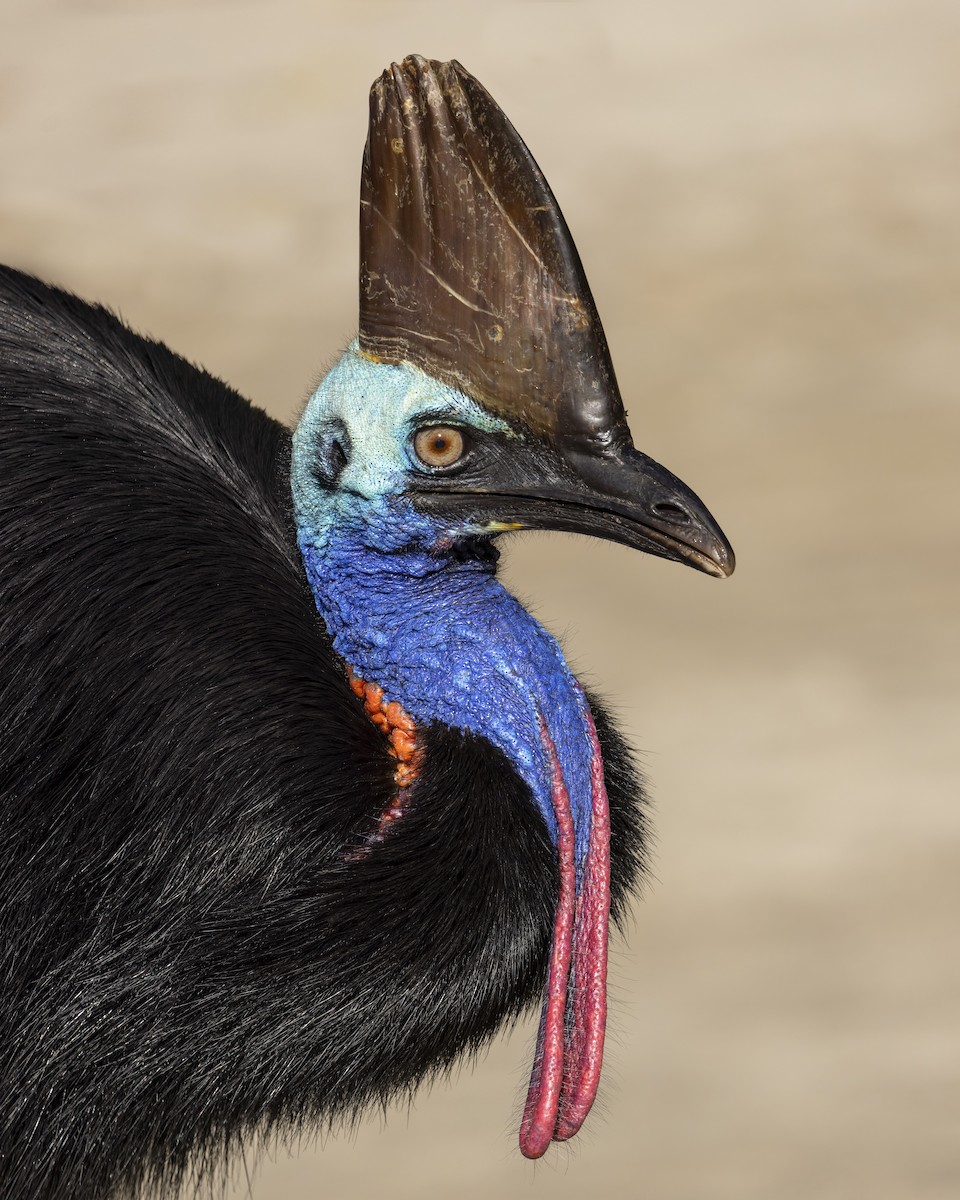 Southern Cassowary - ML643787266