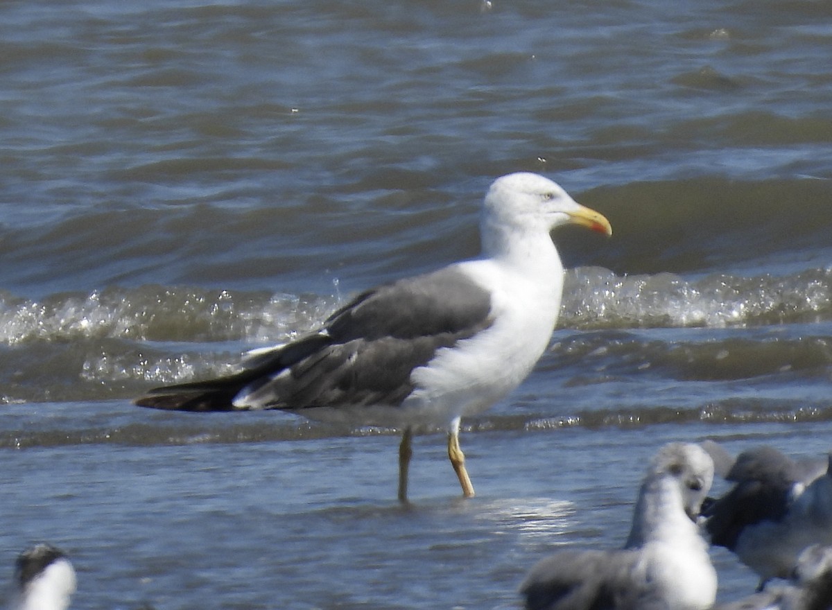 Lesser Black-backed Gull - ML643787281