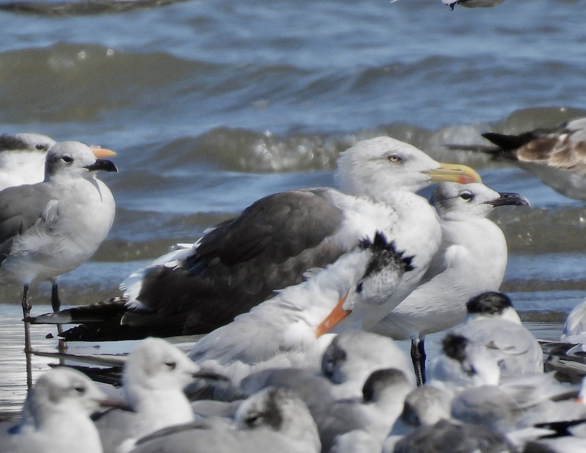 Lesser Black-backed Gull - ML643787282