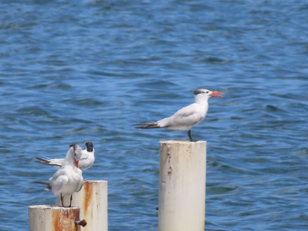 Royal Tern - ML643787283