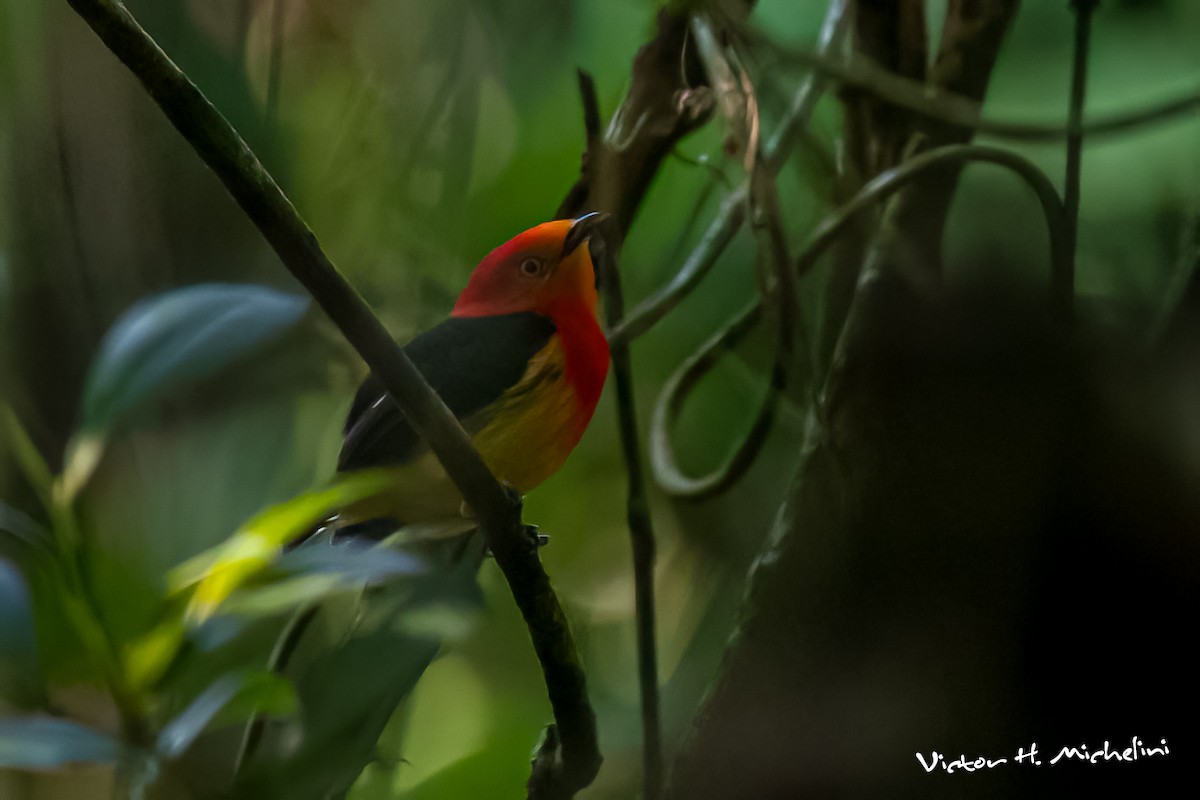 halebåndmanakin - ML643787286