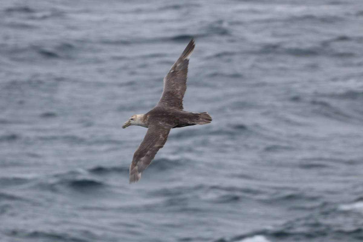 Southern Giant-Petrel - ML643787289