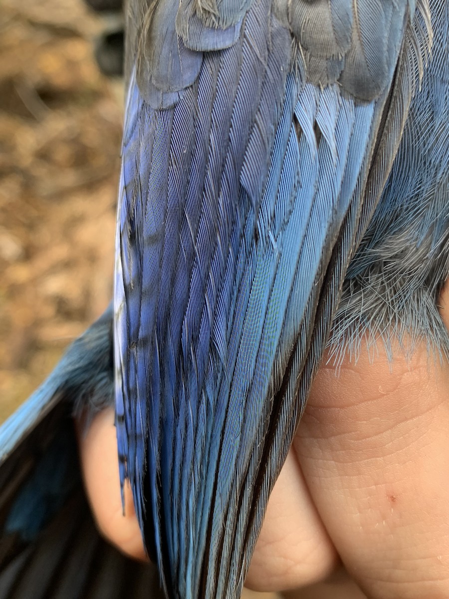 Steller's Jay - ML643787290