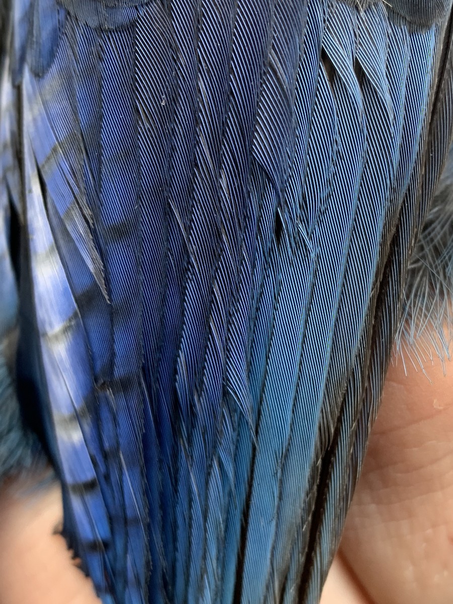 Steller's Jay - ML643787291