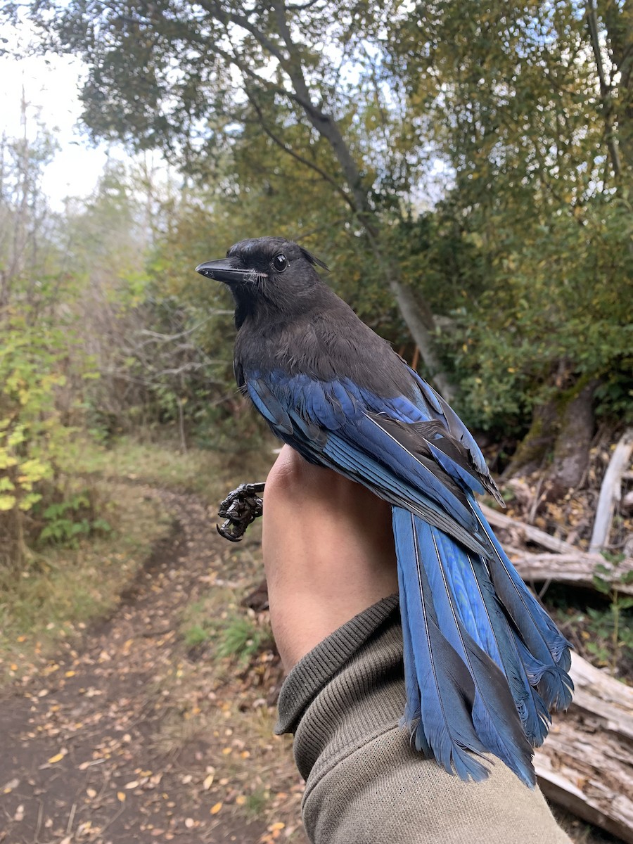 Steller's Jay - ML643787292