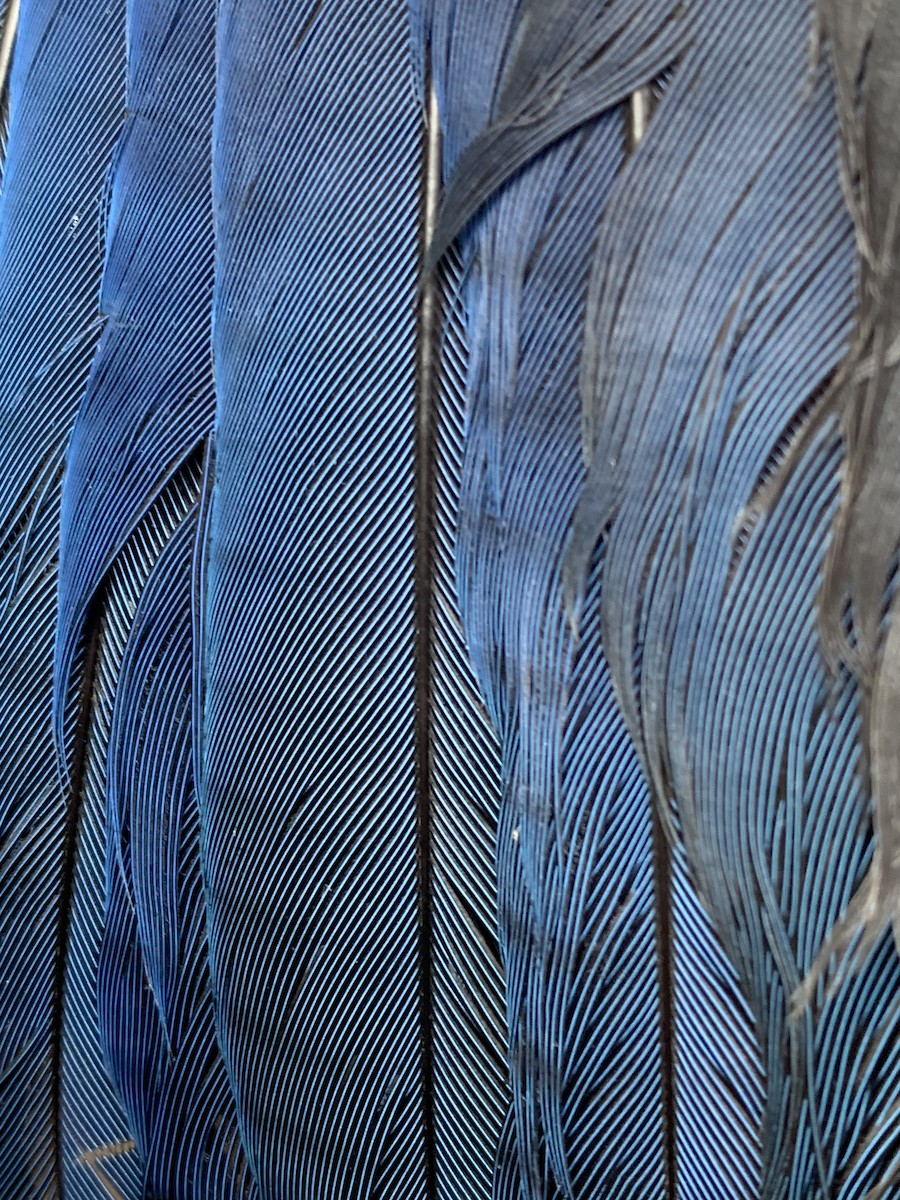 Steller's Jay - ML643787293