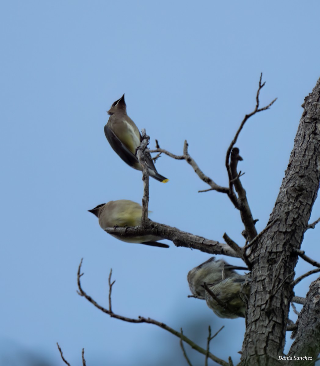 Cedar Waxwing - ML643787298