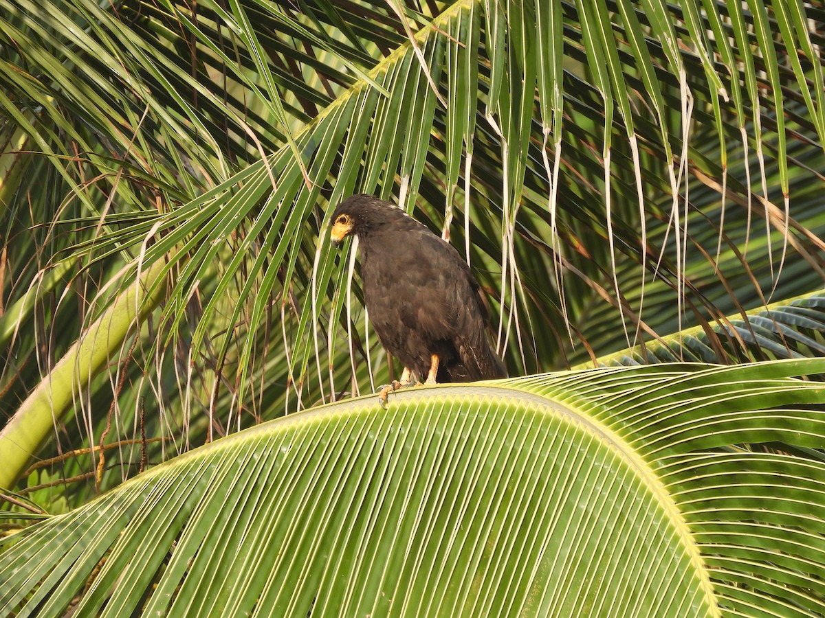 Common Black Hawk - ML643787305