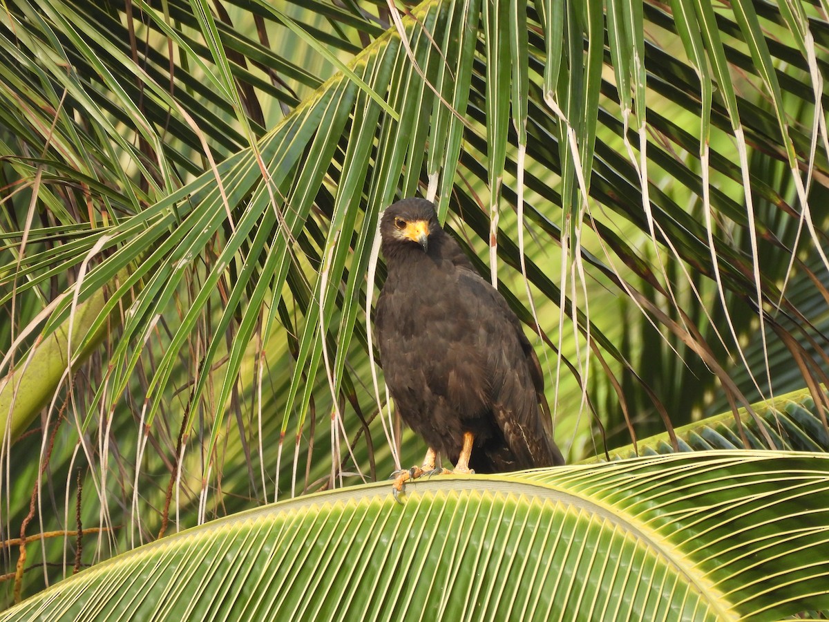 Common Black Hawk - ML643787306