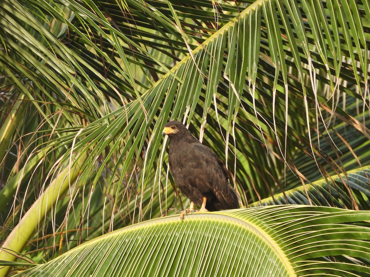 Common Black Hawk - ML643787307