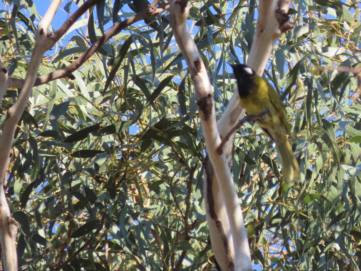 White-eared Honeyeater - ML643787308
