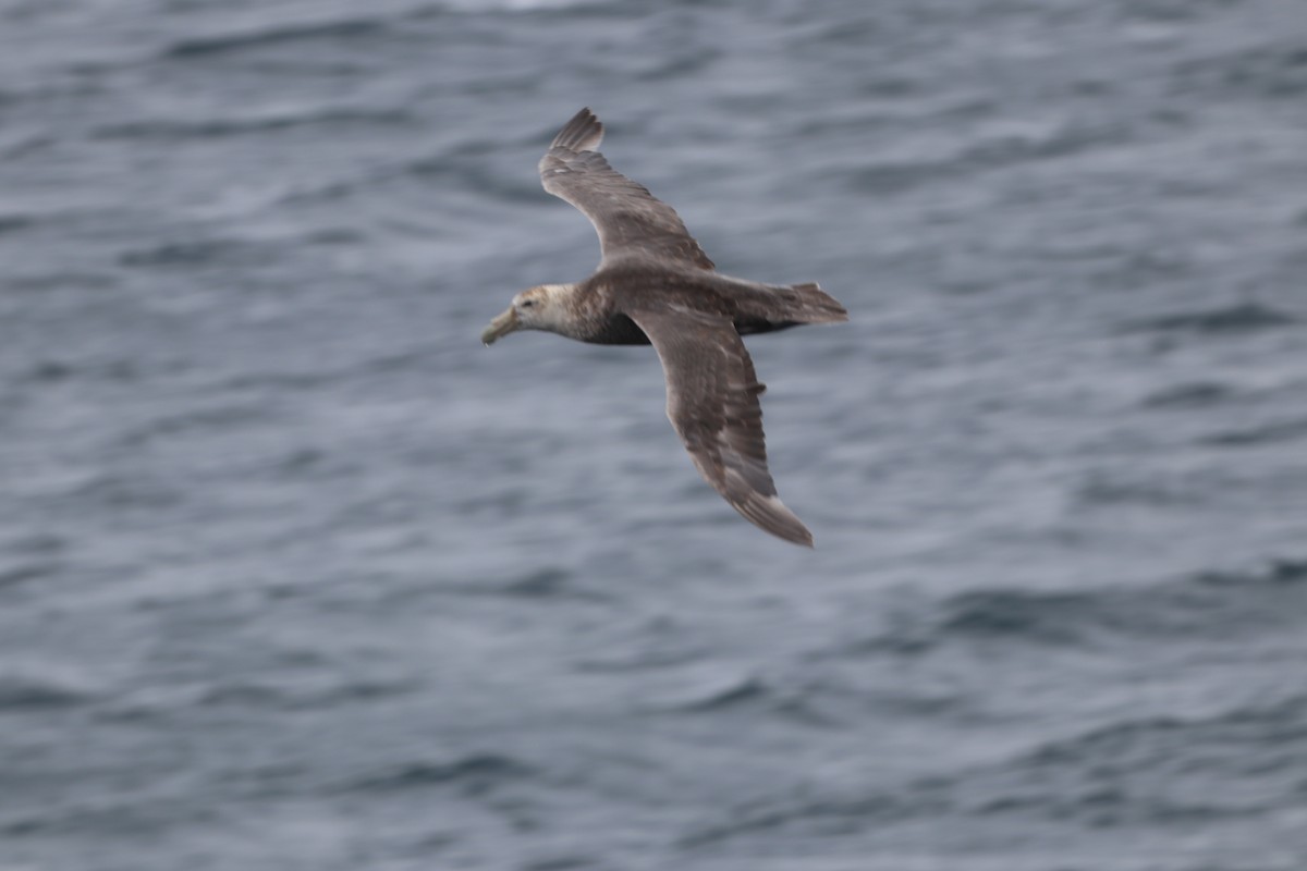 Southern Giant-Petrel - ML643787310