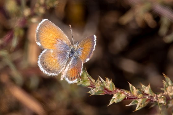Common Western Pygmy Blue - ML643787321