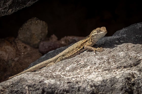 Western Side-blotched Lizard - ML643787322