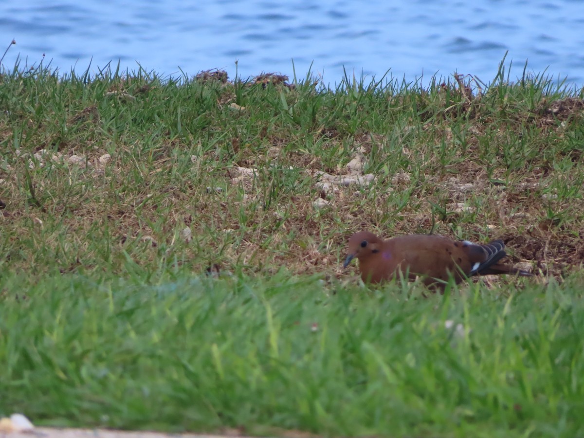 Zenaida Dove - ML643787325