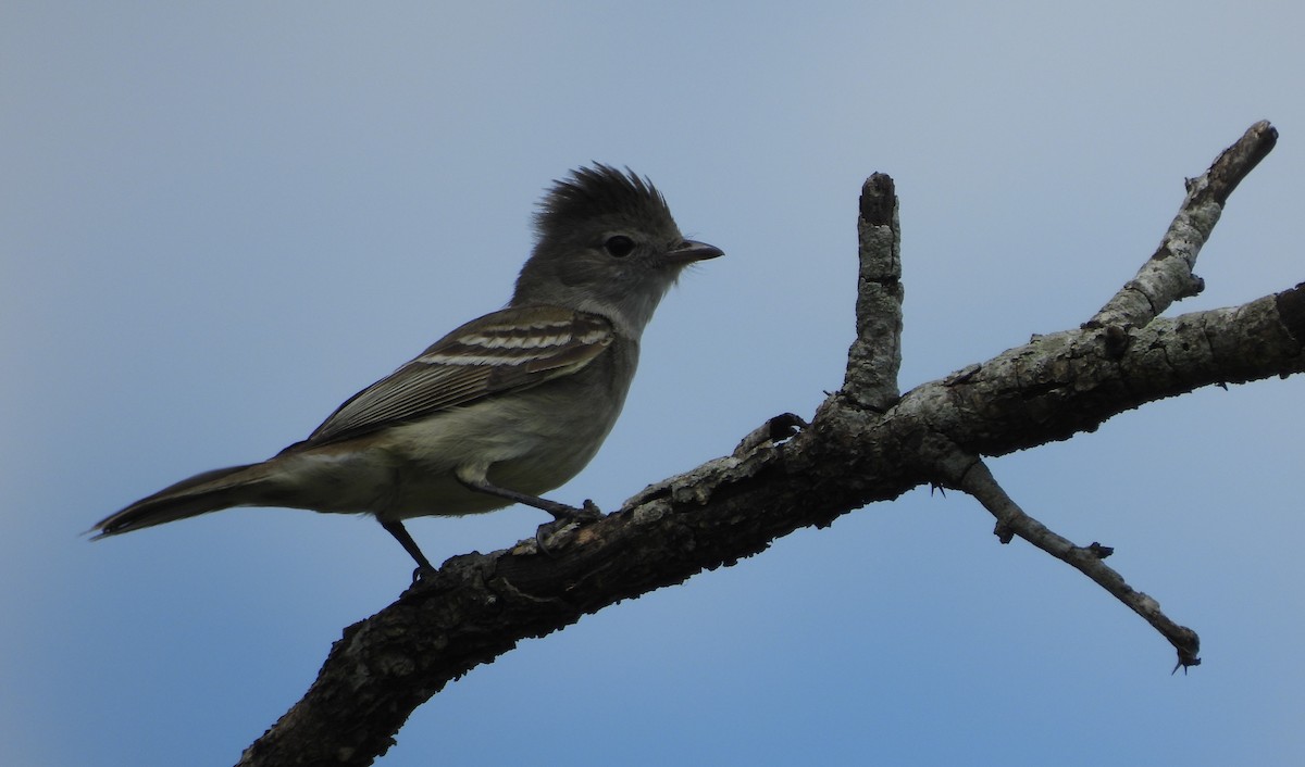 Yellow-bellied Elaenia - ML643787328
