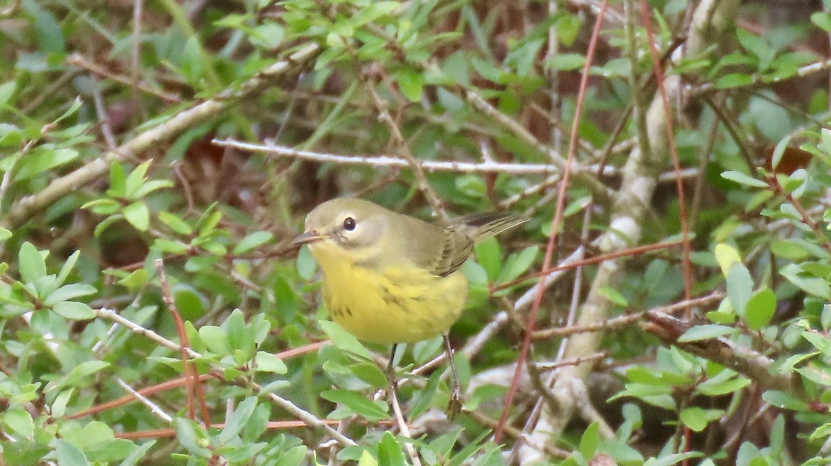 buskparula - ML643787330