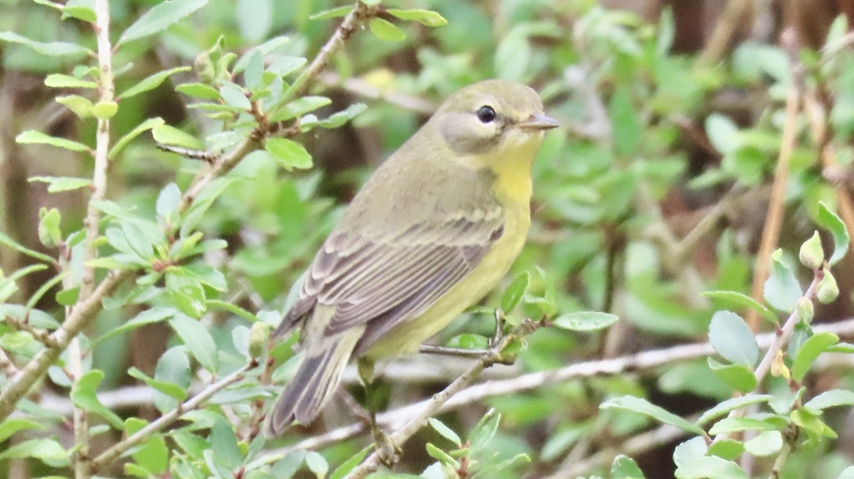 buskparula - ML643787331