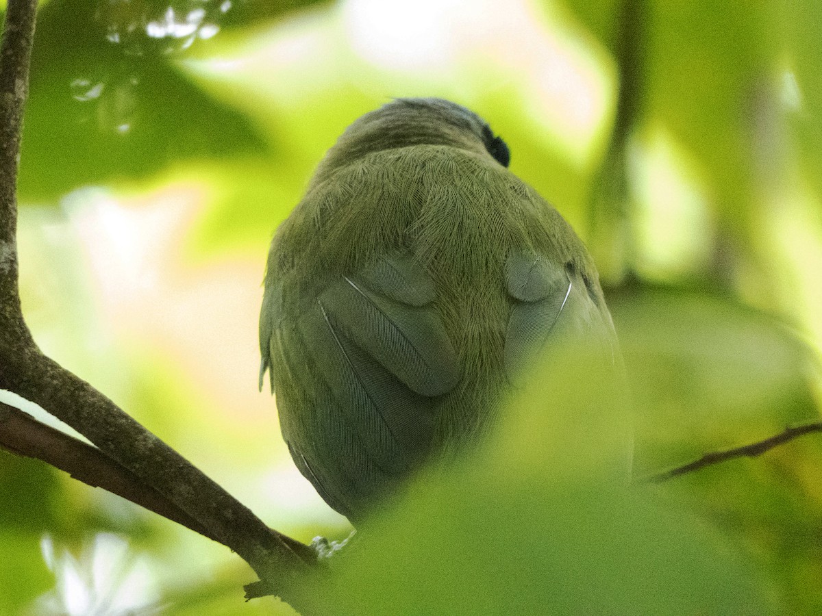 Geai vert - ML643787340