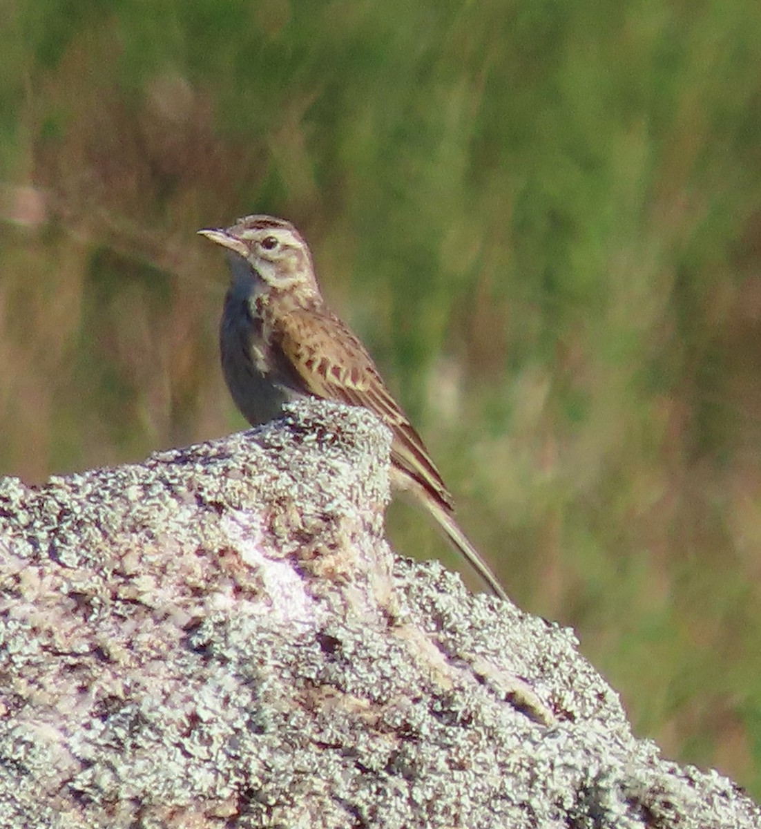 Australian Pipit - ML643787347
