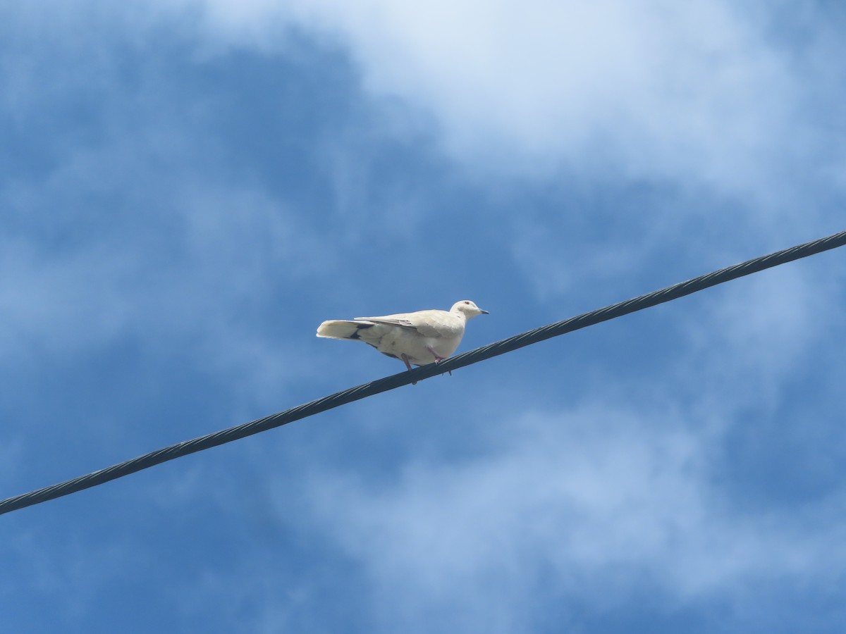 灰斑鳩 - ML643787356