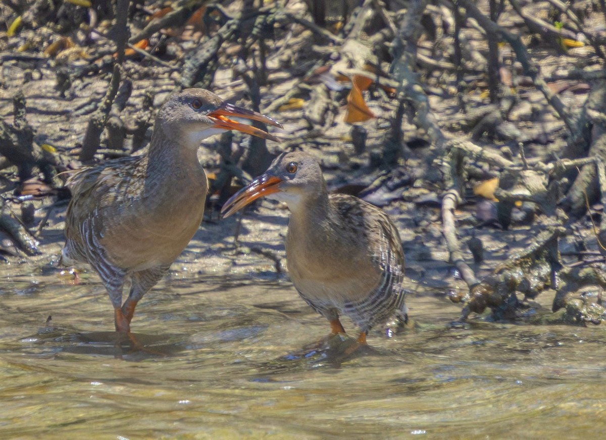 Râle gris (groupe longirostris) - ML643787361