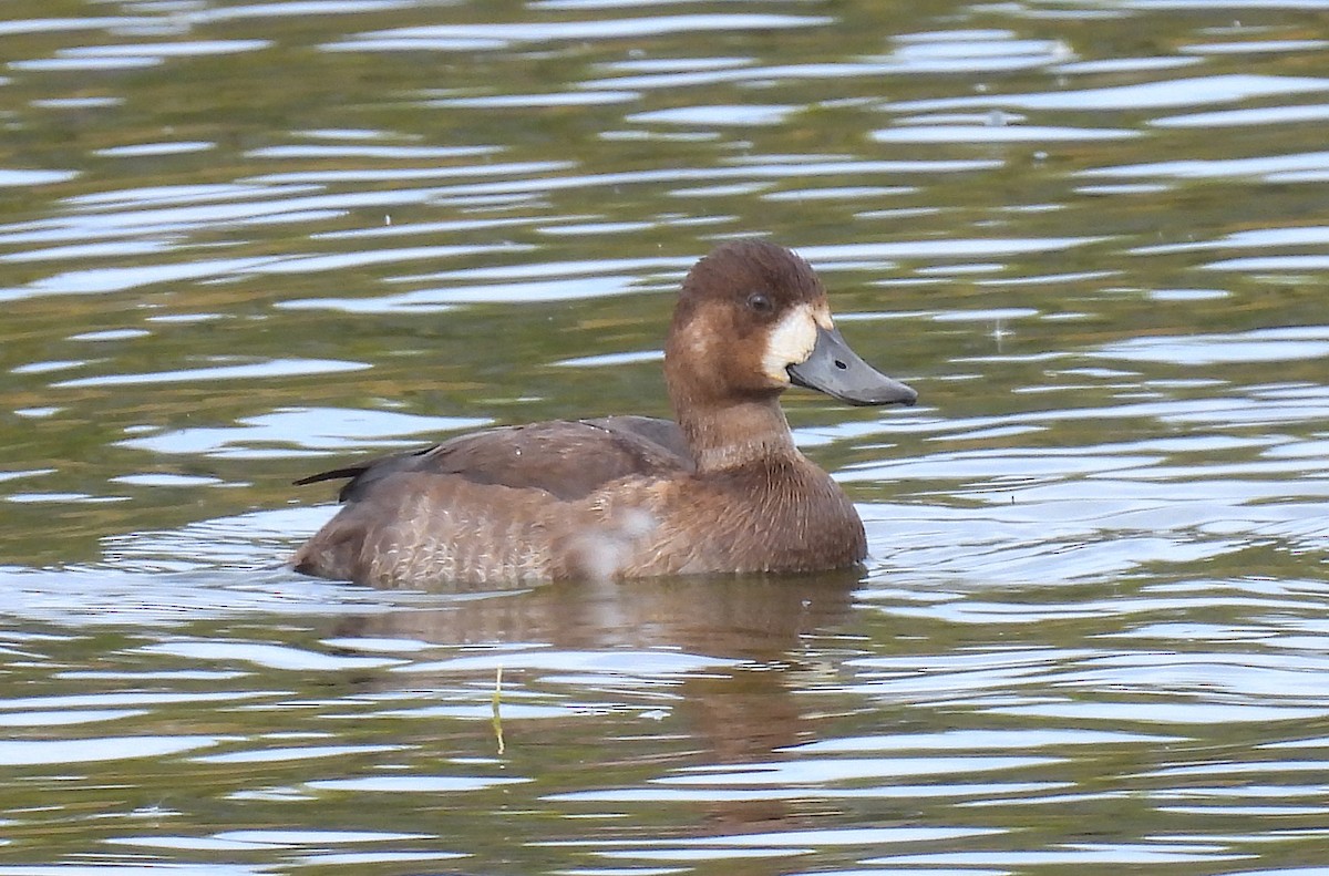 Greater/Lesser Scaup - ML643787374