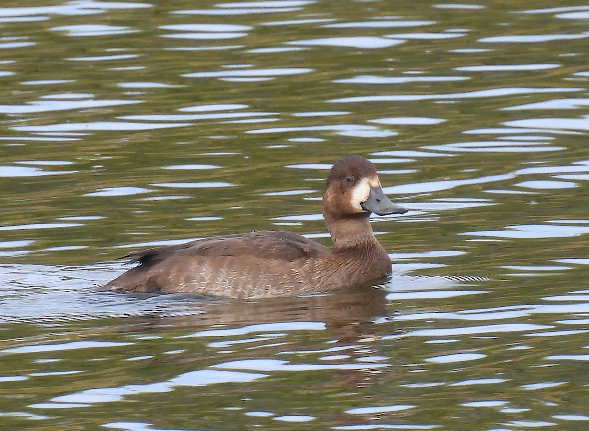 Greater/Lesser Scaup - ML643787383