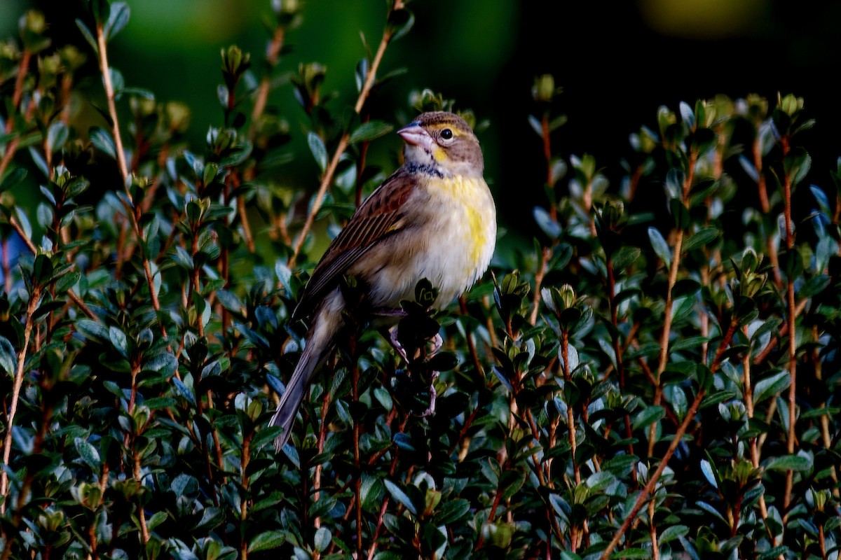 Dickcissel - ML643787385