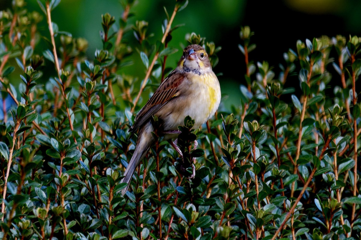 Dickcissel - ML643787386