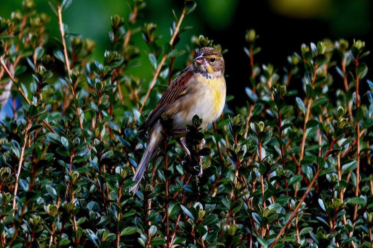 Dickcissel - ML643787387