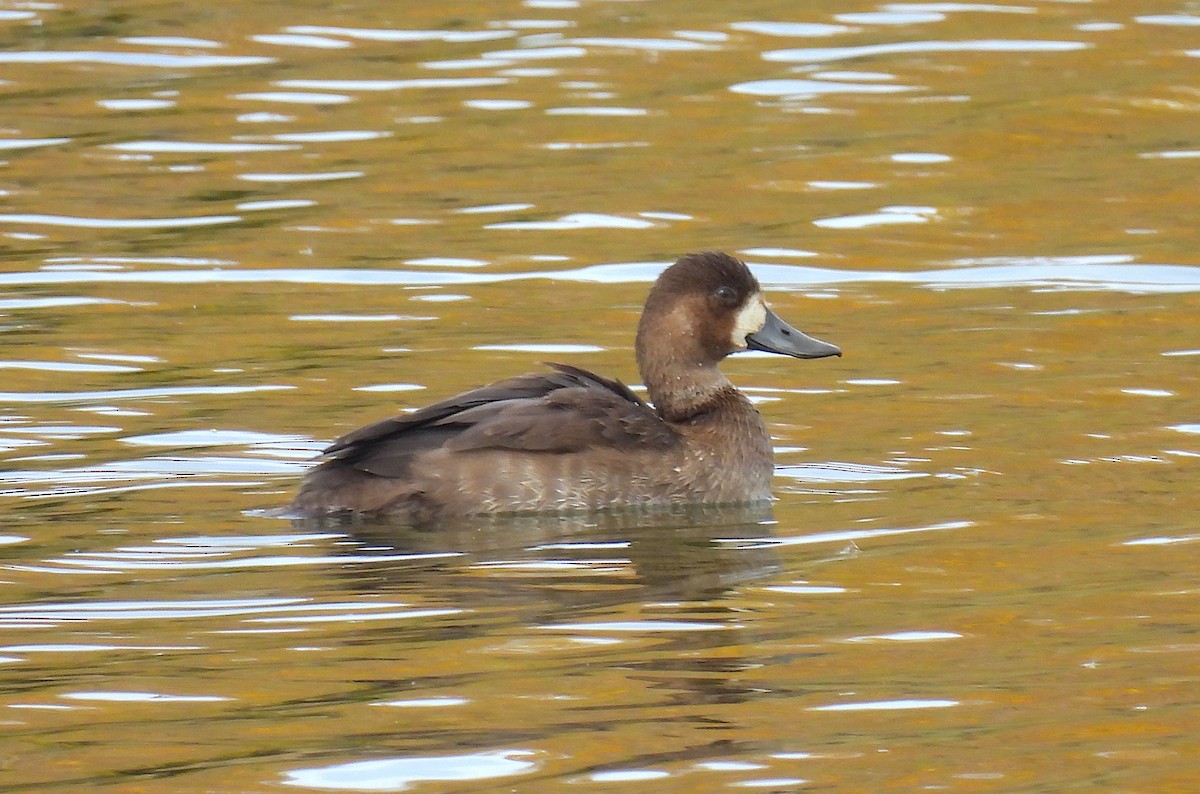 Greater/Lesser Scaup - ML643787388