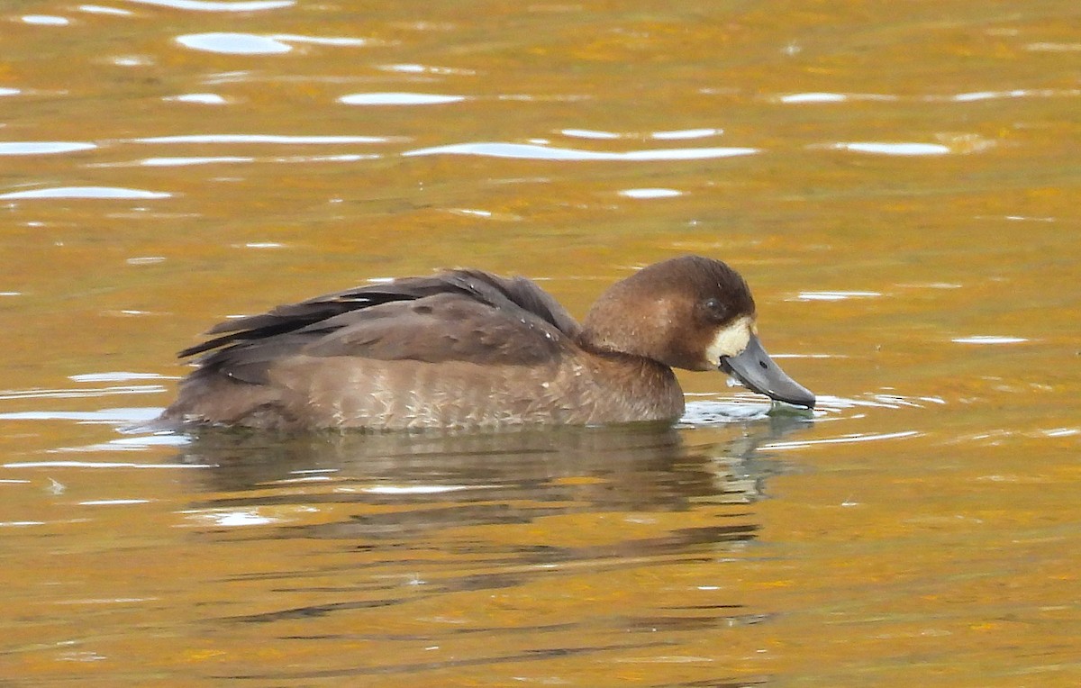 Greater/Lesser Scaup - ML643787389
