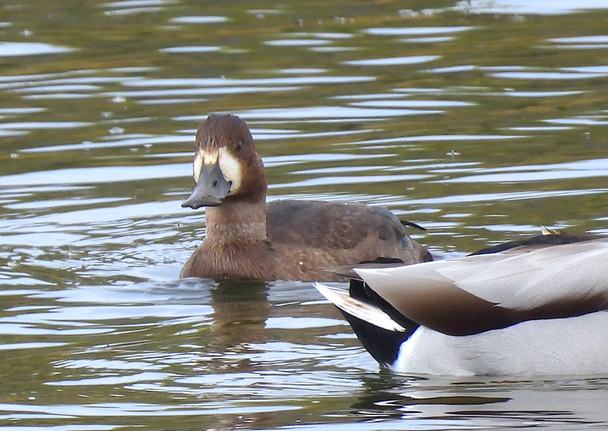 Greater/Lesser Scaup - ML643787398