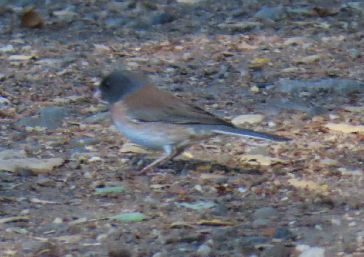 Dark-eyed Junco - ML643787403