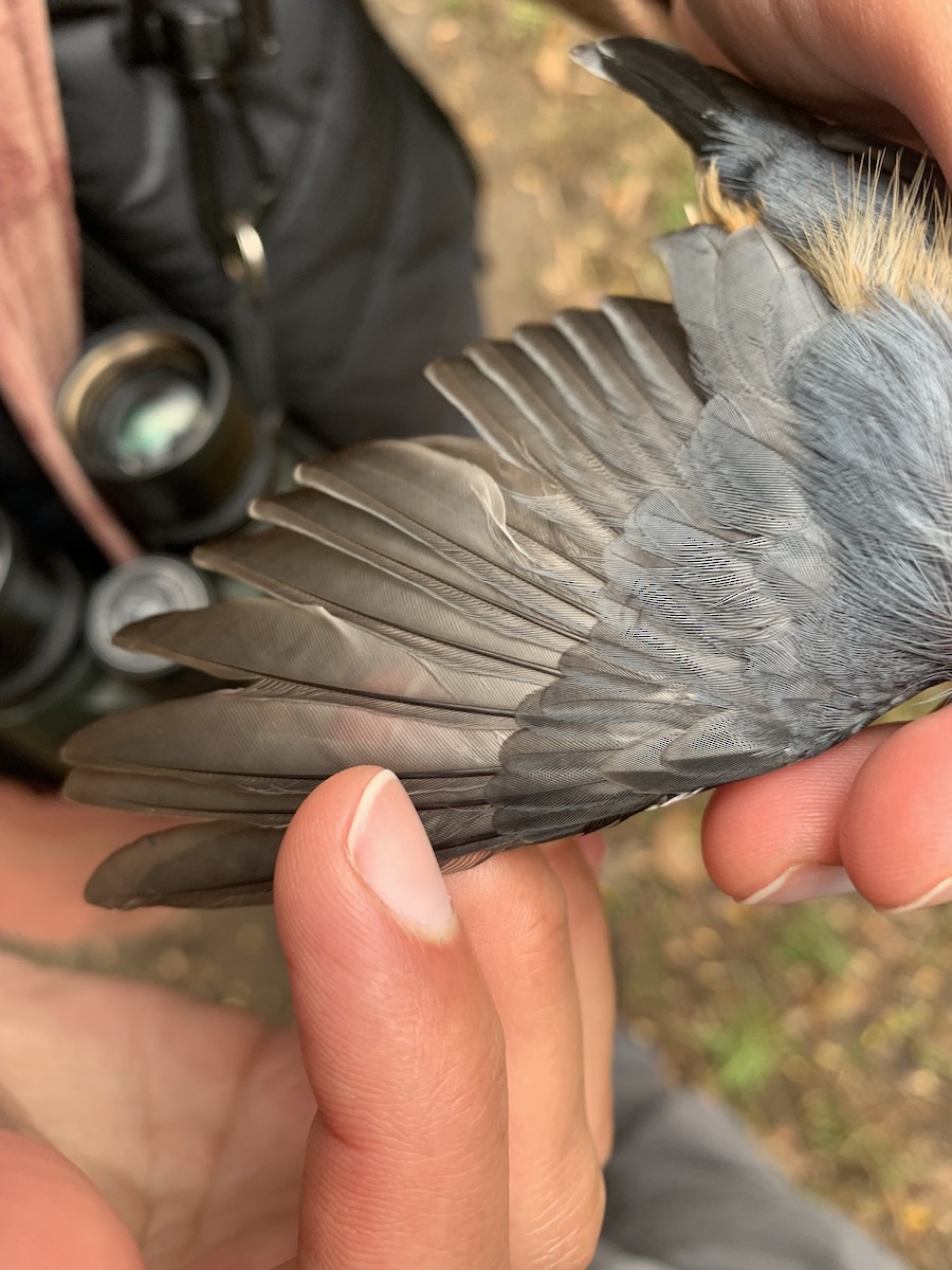 Red-breasted Nuthatch - ML643787404